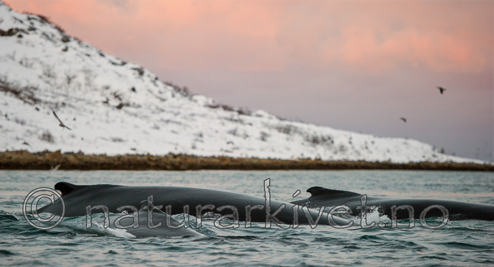 BB 13 0262 / Megaptera novaeangliae / Knølhval