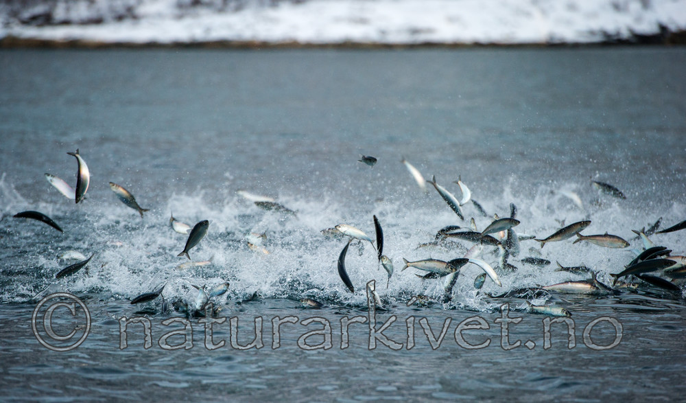 BB 13 0265 / Clupea harengus / Sild