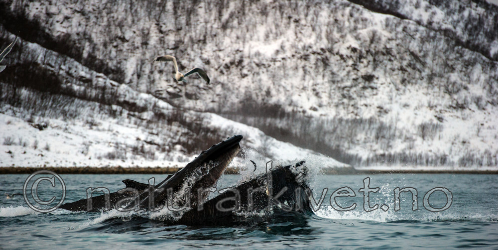 BB 13 0267 / Clupea harengus / Sild <br /> Megaptera novaeangliae / Knølhval