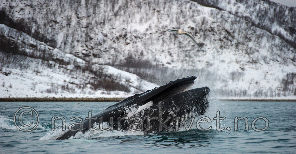 BB 13 0268 / Megaptera novaeangliae / Knølhval