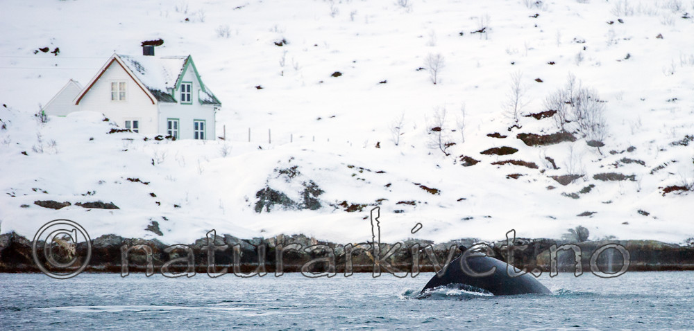 BB 13 0270 / Megaptera novaeangliae / Knølhval