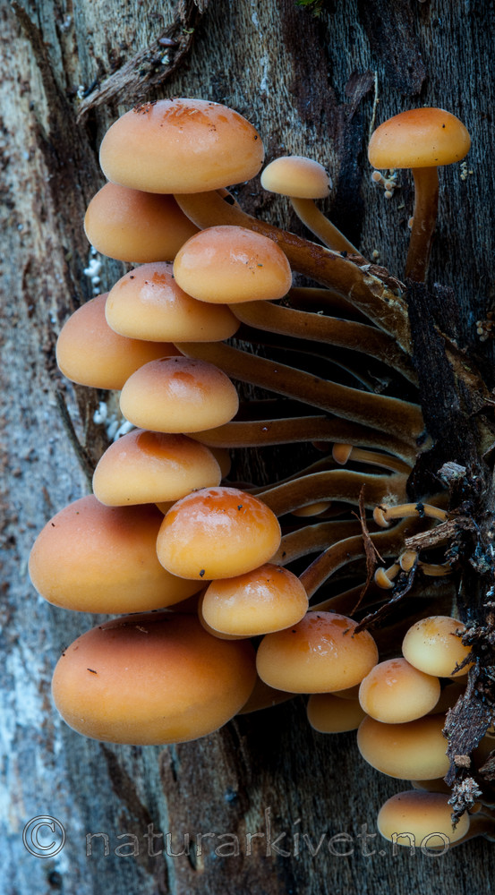 BB 13 0281 / Flammulina velutipes / Vintersopp