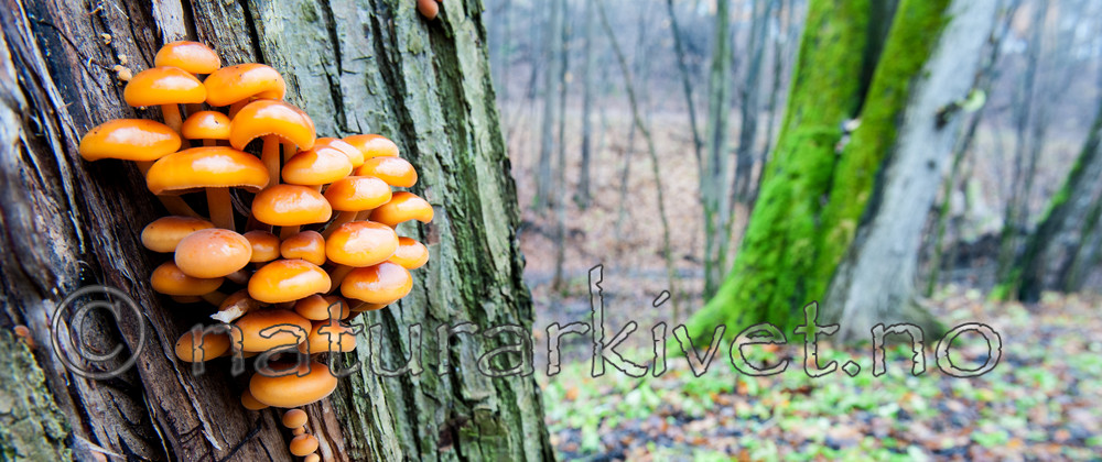 BB 13 0283 / Flammulina velutipes / Vintersopp <br /> Tilia cordata / Lind
