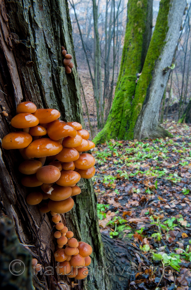 BB 13 0284 / Flammulina velutipes / Vintersopp