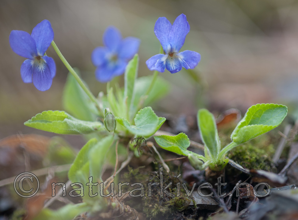 BB 13 0291 / Viola hirta / Lodnefiol