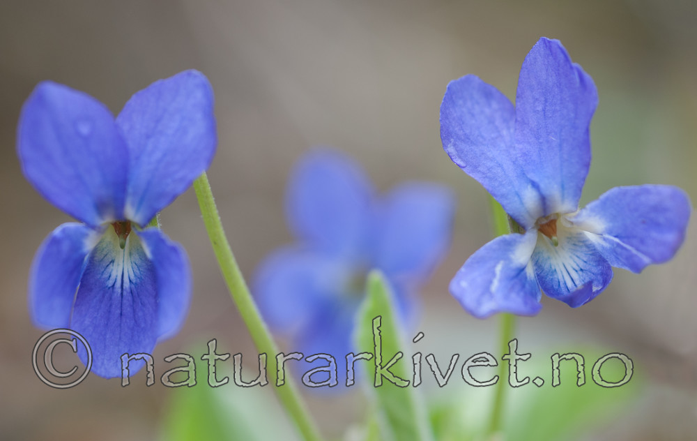 BB 13 0292 / Viola hirta / Lodnefiol