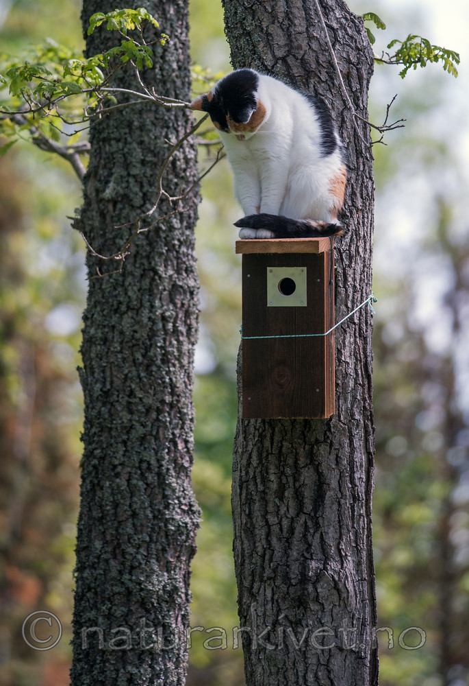 BB 13 0295 / Felis catus / Huskatt