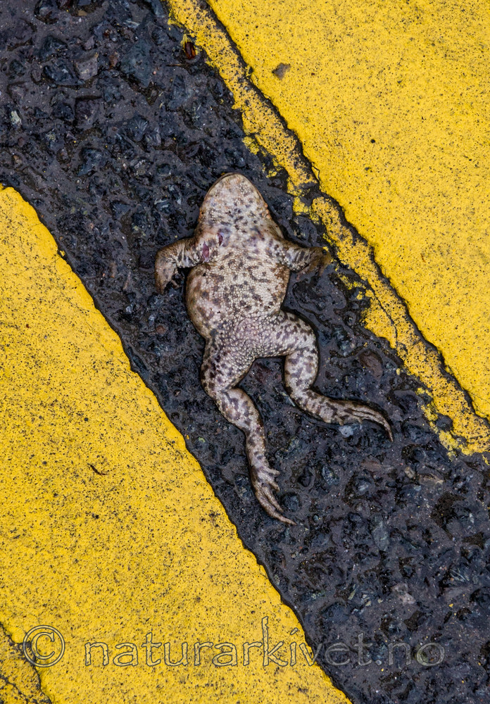 BB 13 0297 / Bufo bufo / Nordpadde