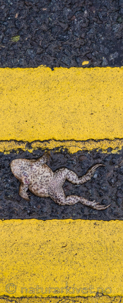 BB 13 0299 / Bufo bufo / Nordpadde