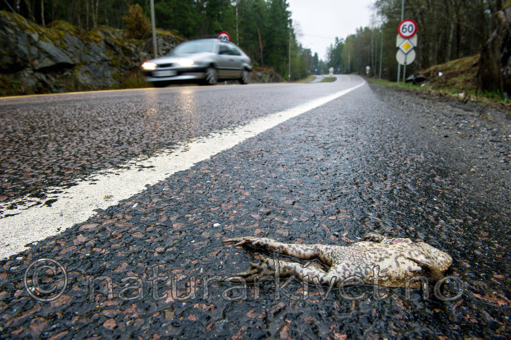 BB 13 0301 / Bufo bufo / Nordpadde