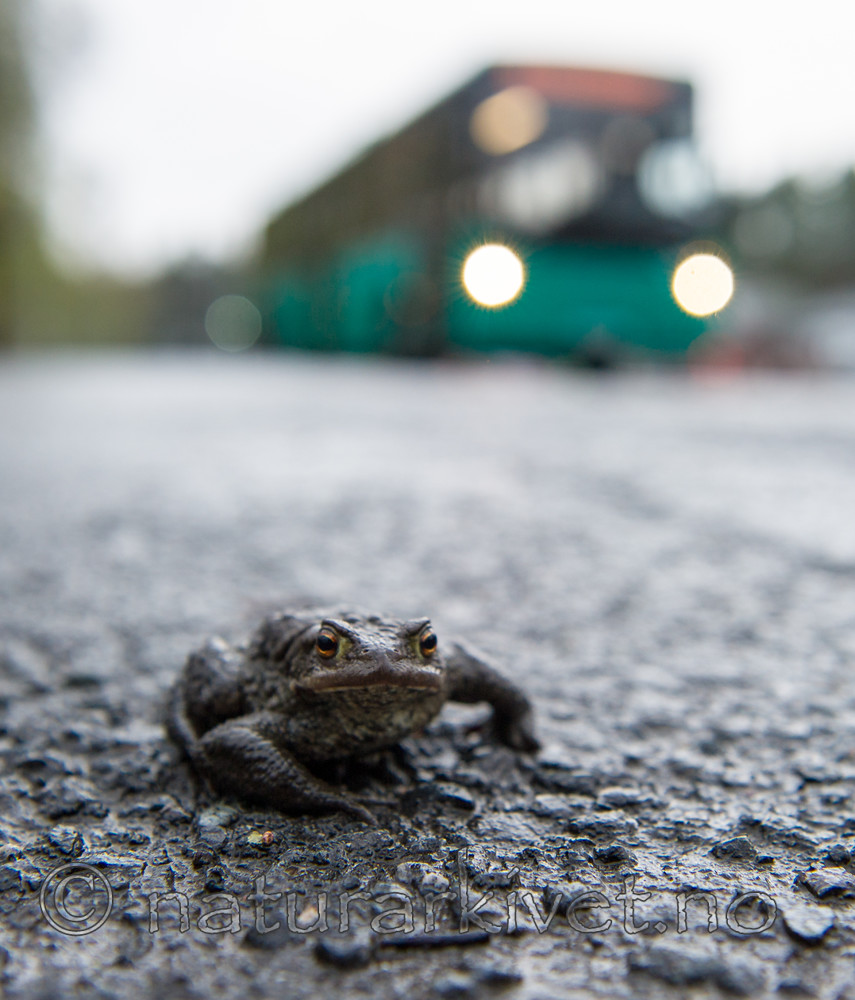 BB 13 0303 / Bufo bufo / Nordpadde