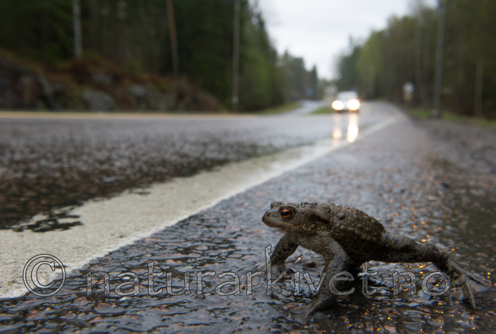 BB 13 0305 / Bufo bufo / Nordpadde