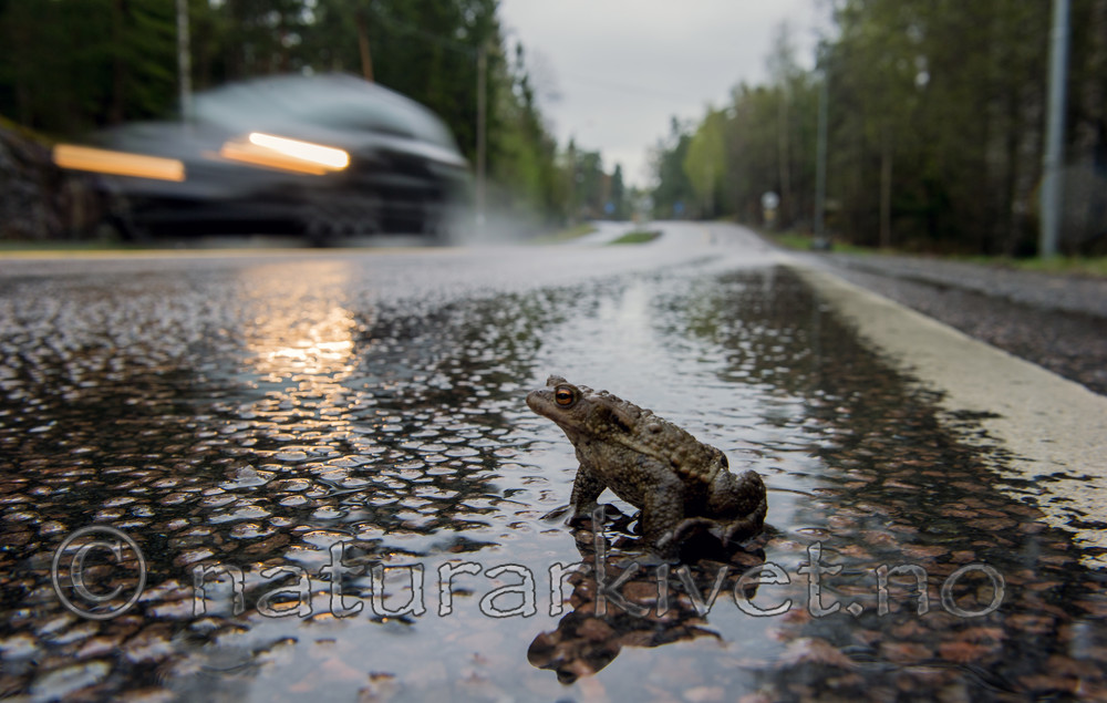 BB 13 0306 / Bufo bufo / Nordpadde