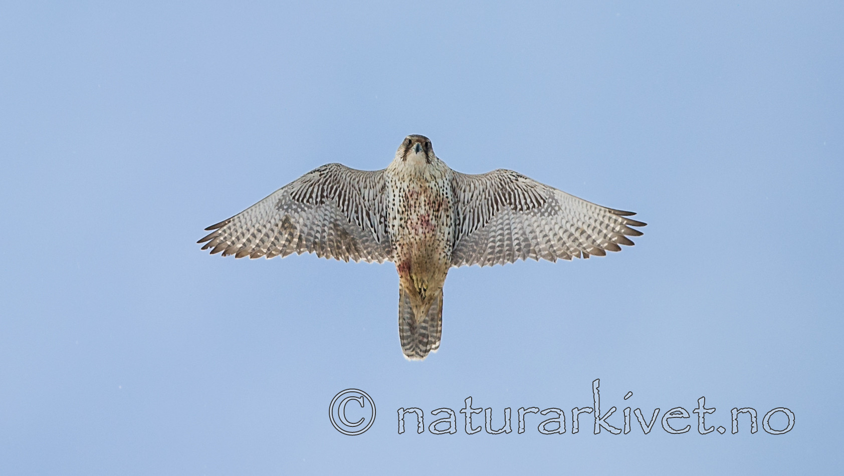 BB 13 0307 / Corvus corax / Ravn <br /> Falco rusticolus / Jaktfalk