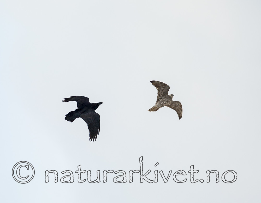 BB 13 0308 / Corvus corax / Ravn <br /> Falco rusticolus / Jaktfalk