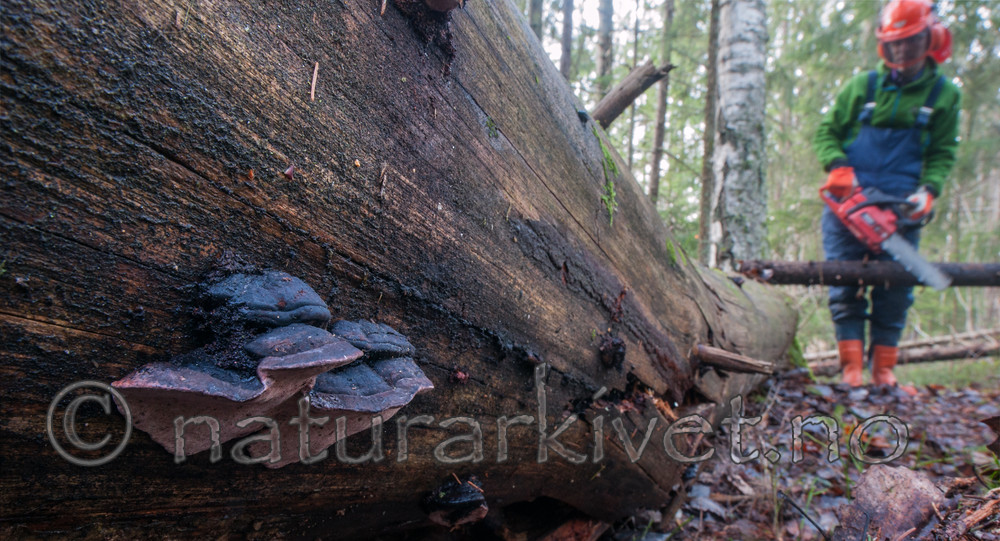 BB 13 0328 / Fomitopsis rosea / Rosenkjuke