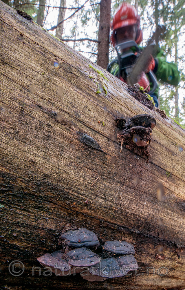 BB 13 0329 / Fomitopsis rosea / Rosenkjuke
