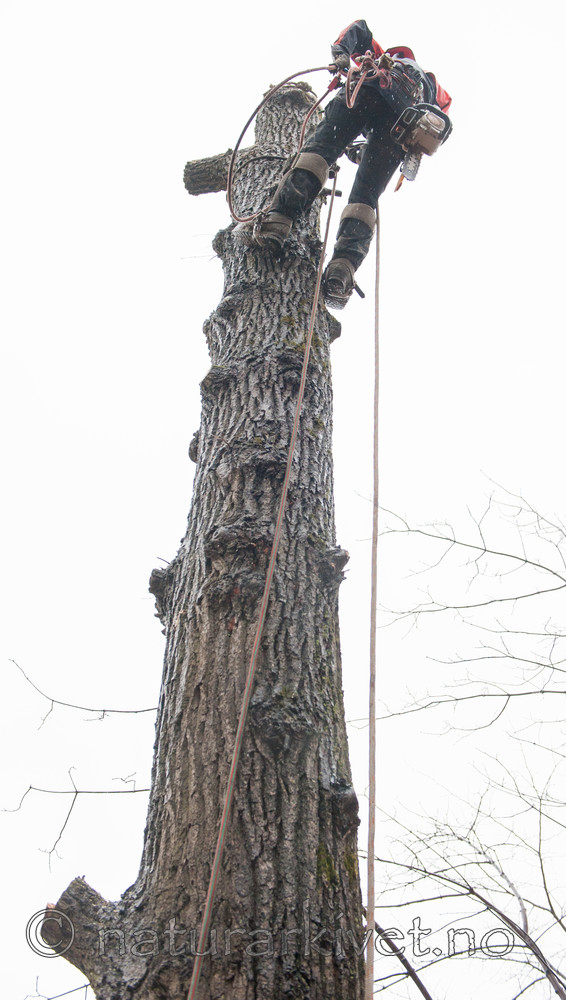 BB 13 0353 / Tilia cordata / Lind