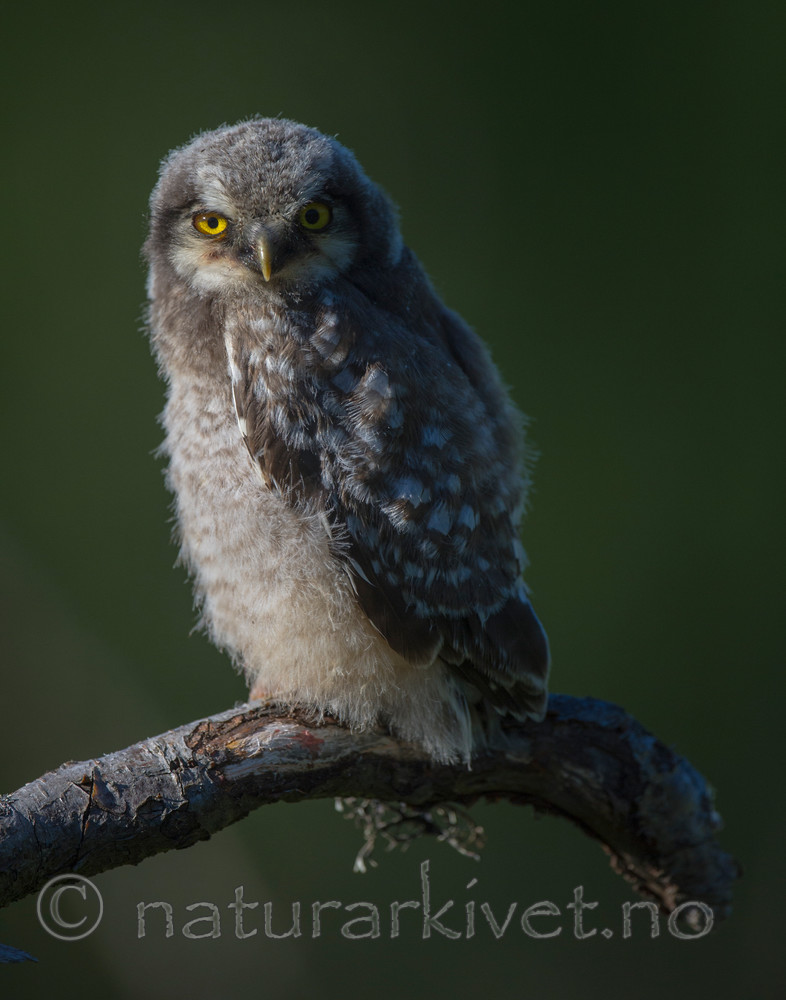 BB 13 0371 / Surnia ulula / Haukugle