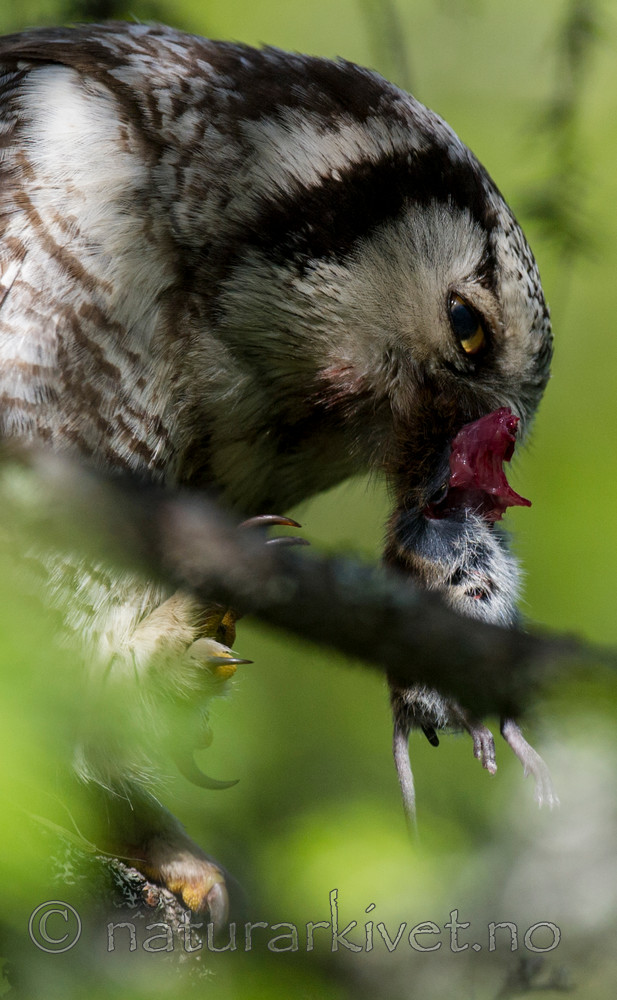 BB 13 0374 / Surnia ulula / Haukugle