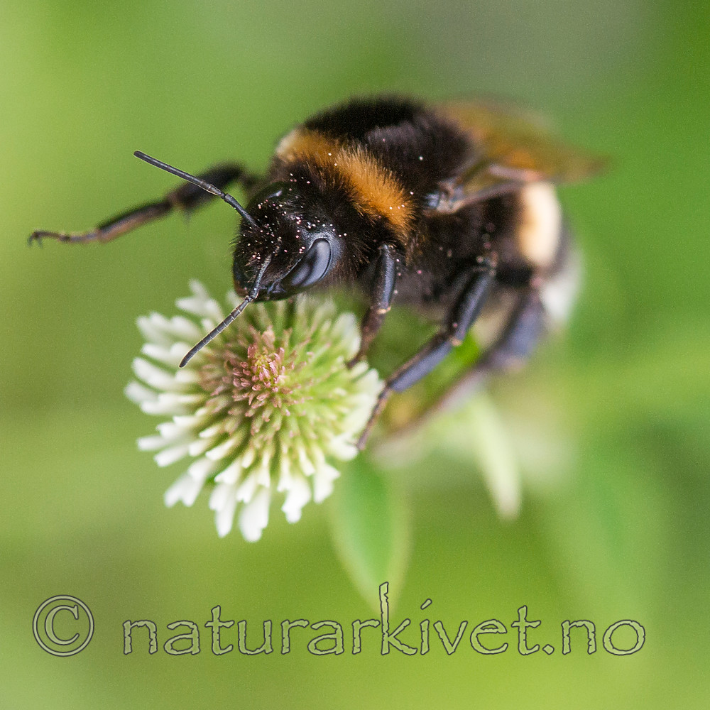 BB 13 0391 / Bombus terrestris / Mørk jordhumle <br /> Trifolium montanum / Bakkekløver