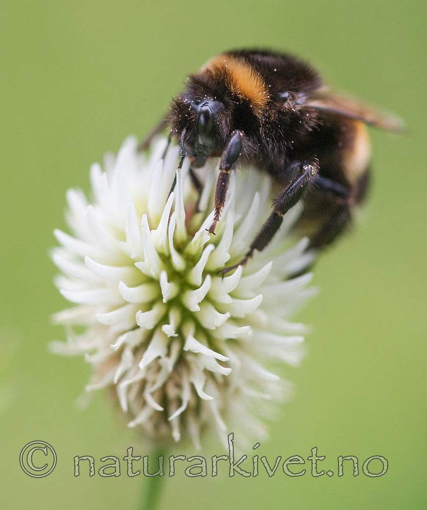 BB 13 0394 / Bombus terrestris / Mørk jordhumle <br /> Trifolium montanum / Bakkekløver