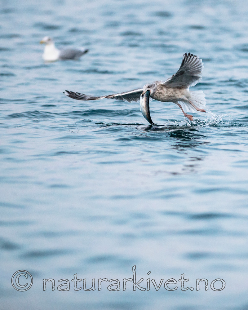 BB 13 0405 / Clupea harengus / Sild <br /> Larus argentatus / Gråmåke