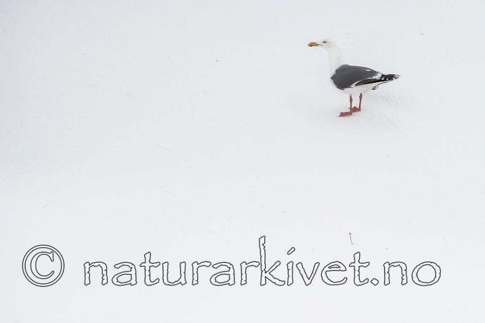 BB 13 0406 / Larus argentatus / Gråmåke