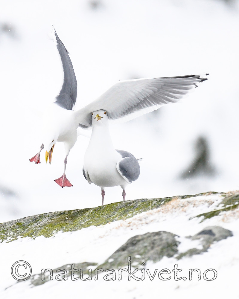 BB 13 0410 / Larus argentatus / Gråmåke