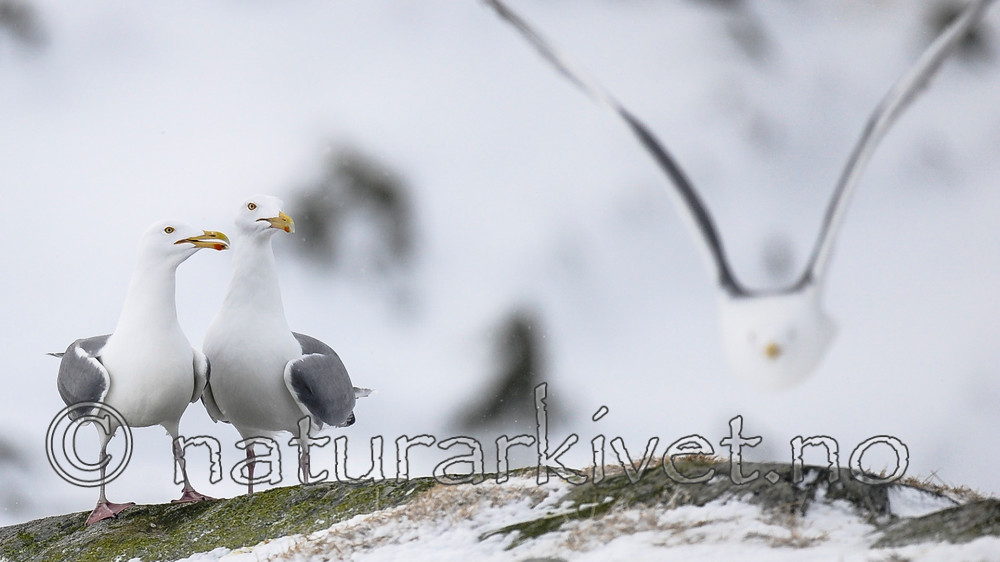 BB 13 0411 / Larus argentatus / Gråmåke