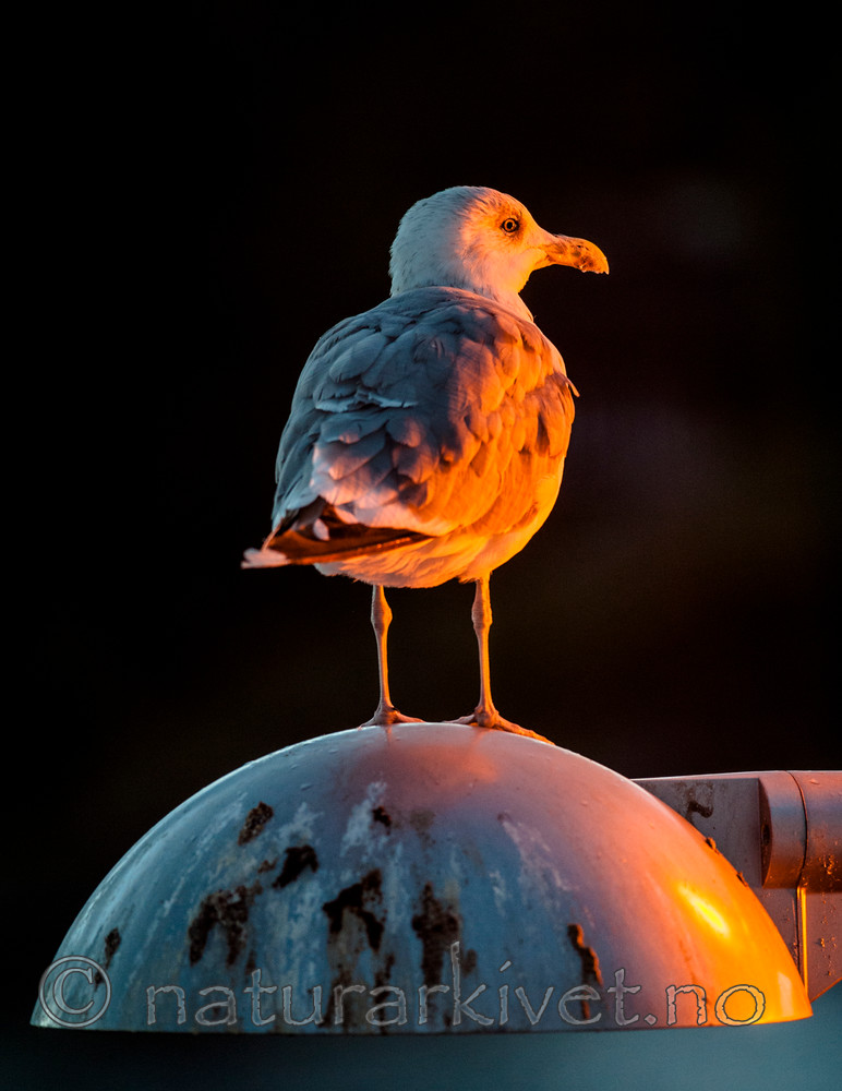 BB 13 0417 / Larus argentatus / Gråmåke
