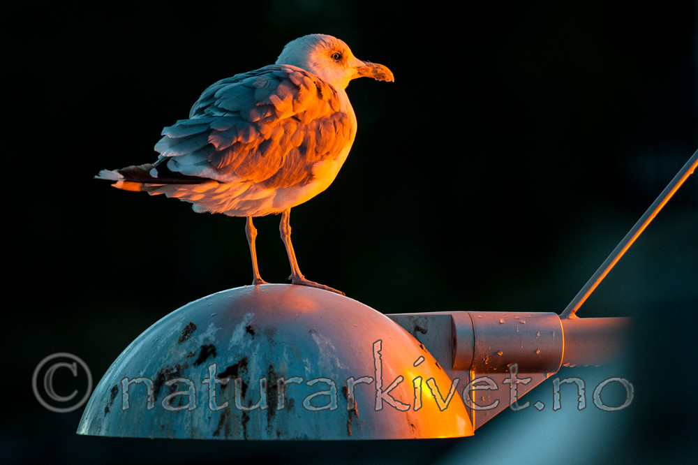 BB 13 0418 / Larus argentatus / Gråmåke