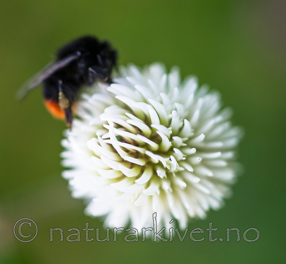 BB 13 0422 / Bombus lapidarius / Steinhumle <br /> Trifolium montanum / Bakkekløver
