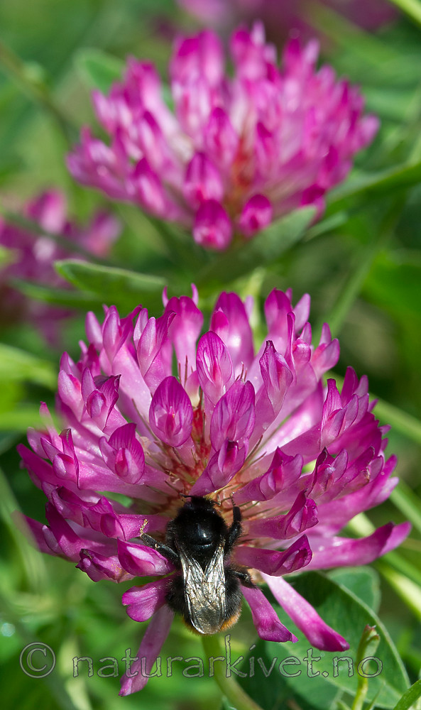 BB 13 0424 / Bombus lapidarius / Steinhumle <br /> Trifolium pratense / Rødkløver