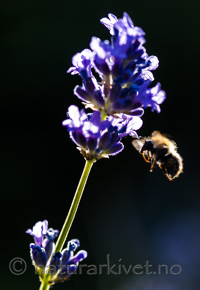 BB 13 0429 / Bombus pascuorum / åkerhumle <br /> Lavandula angustifolia / Lavendel