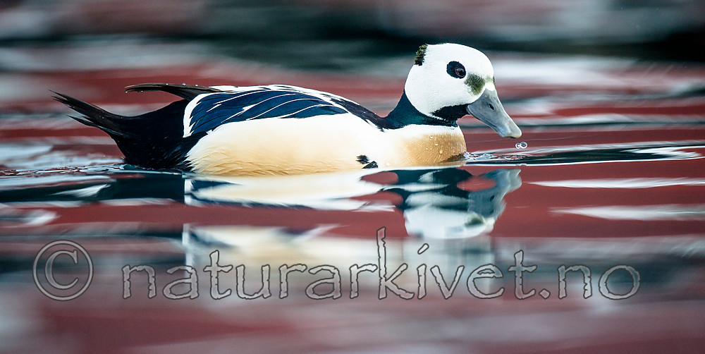 BB 13 0433 / Polysticta stelleri / Stellerand