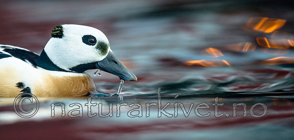 BB 13 0434 / Polysticta stelleri / Stellerand