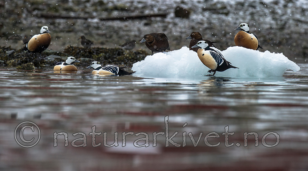 BB 13 0437 / Calidris maritima / Fjæreplytt <br /> Polysticta stelleri / Stellerand