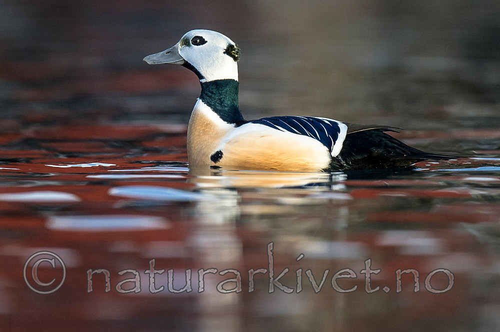 BB 13 0443 / Polysticta stelleri / Stellerand