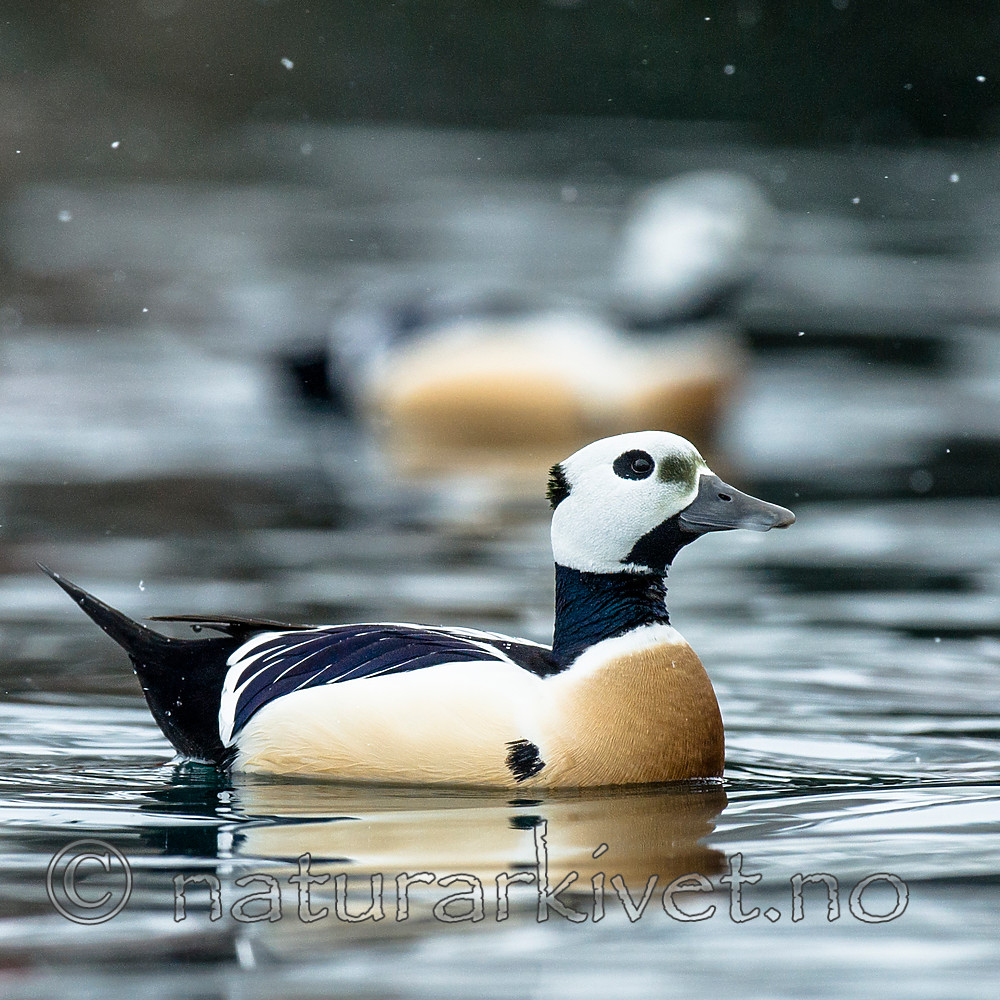 BB 13 0451 / Polysticta stelleri / Stellerand