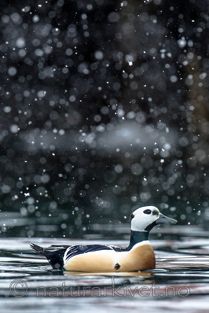 BB 13 0453 / Polysticta stelleri / Stellerand