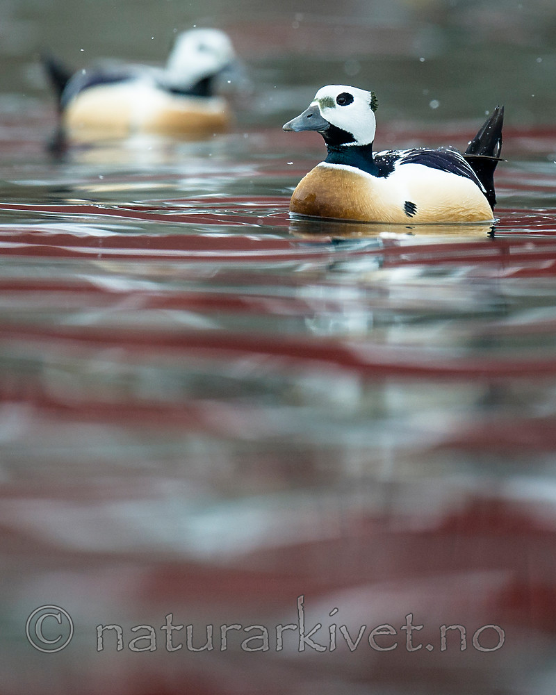 BB 13 0456 / Polysticta stelleri / Stellerand