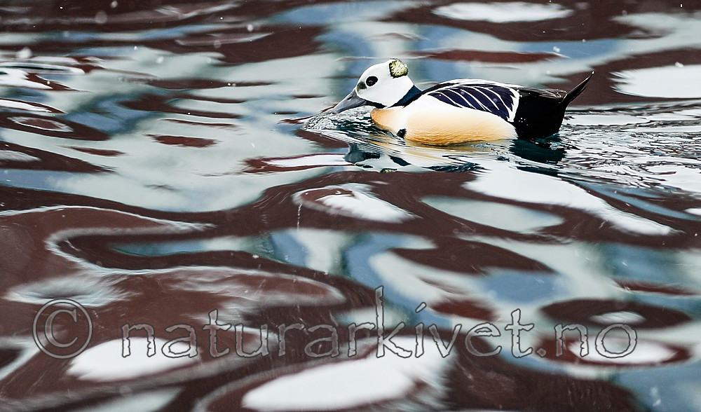 BB 13 0459 / Polysticta stelleri / Stellerand