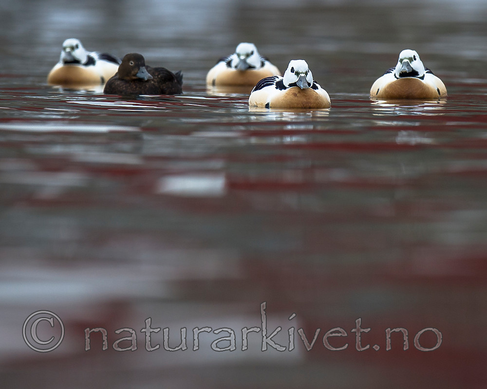 BB 13 0465 / Polysticta stelleri / Stellerand