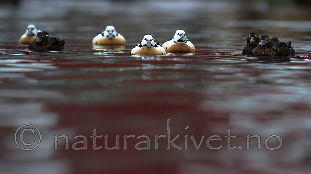 BB 13 0466 / Polysticta stelleri / Stellerand