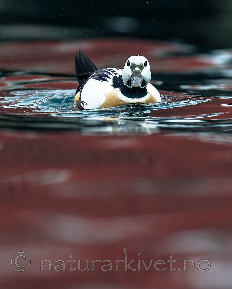 BB 13 0468 / Polysticta stelleri / Stellerand