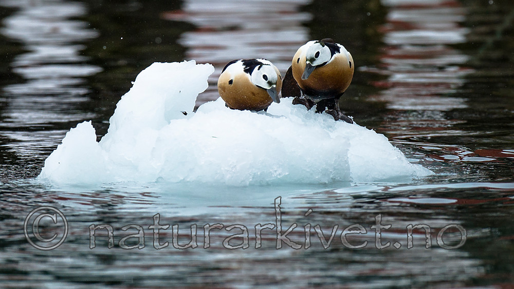 BB 13 0470 / Polysticta stelleri / Stellerand
