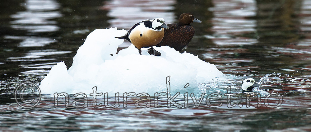 BB 13 0471 / Polysticta stelleri / Stellerand