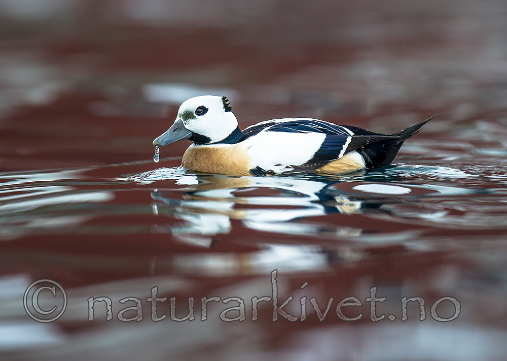 BB 13 0473 / Polysticta stelleri / Stellerand