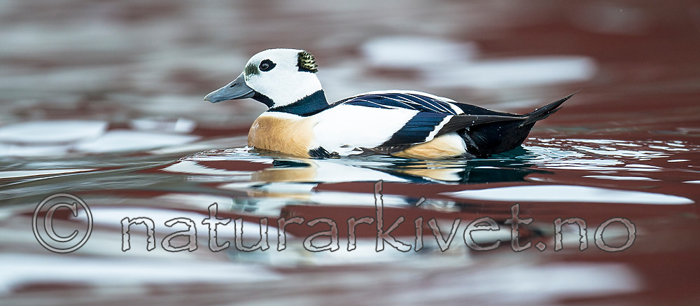 BB 13 0474 / Polysticta stelleri / Stellerand